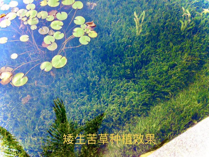 矮生苦草